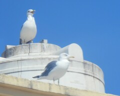 Larus fuscus