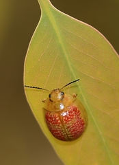 Paropsisterna fastidiosa