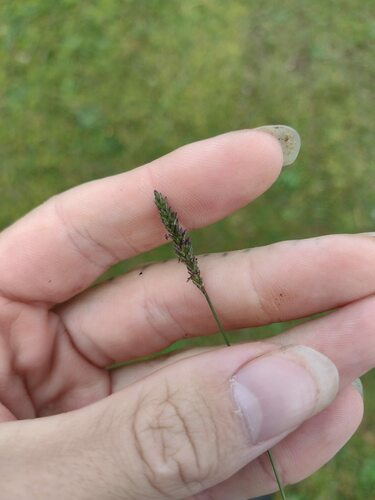 Sacciolepis indica observed 2022-12-28
