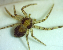 Philodromus minutus