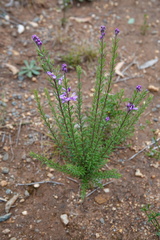 Comesperma ericinum