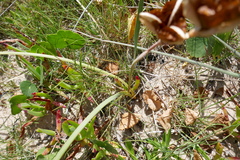 Gladiolus gueinzii