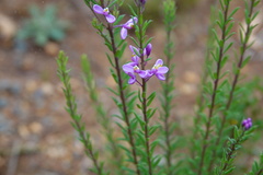 Comesperma ericinum
