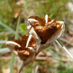 Gladiolus gueinzii