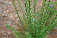 Comesperma ericinum