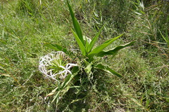 Crinum pedunculatum