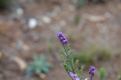Comesperma ericinum