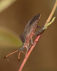 Amorbus rubiginosus