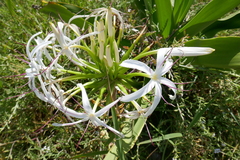 Crinum pedunculatum