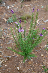 Comesperma ericinum