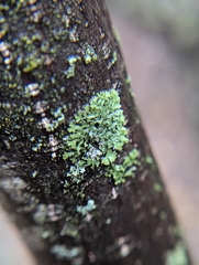 Phaeophyscia pusilloides