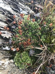 Saxifraga bryoides