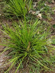 Juncus ensifolius