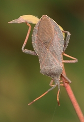 Amorbus rubiginosus