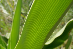 Crinum pedunculatum