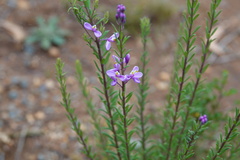 Comesperma ericinum