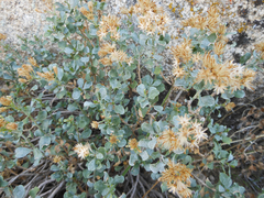 Ericameria cuneata spathulata