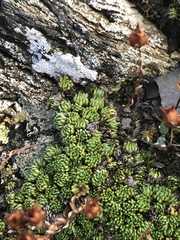 Saxifraga bryoides