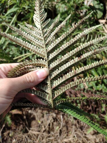 Sadleria cyatheoides observed 2022-12-28