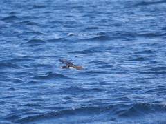 Leucocarbo magellanicus