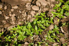 Cuphea carthagenensis