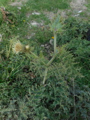 Cirsium bertolonii