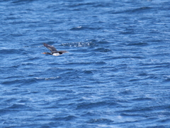 Leucocarbo magellanicus