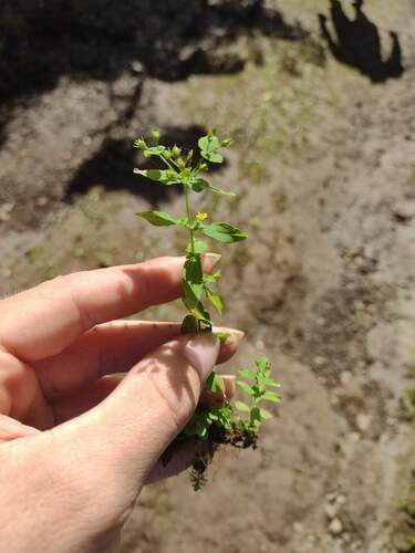 Hypericum mutilum observed 2022-12-28