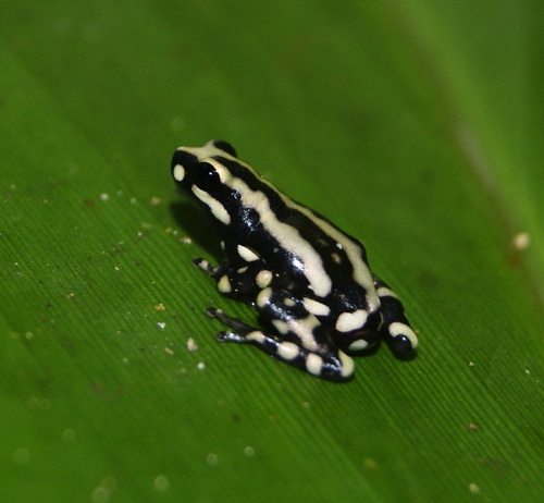 Tukeit Hill Frog, Allophryne ruthveni