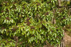 Cheirodendron trigynum