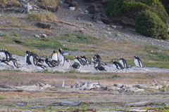 Aptenodytes patagonicus