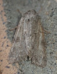 Achatia distincta