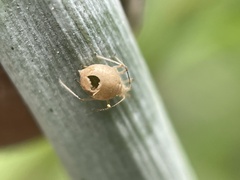 Aphis nerii