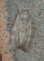 Achatia distincta