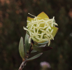 Pimelea pendens