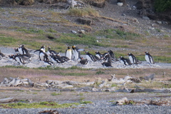 Aptenodytes patagonicus