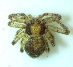 Philodromus minutus