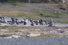 Aptenodytes patagonicus