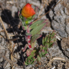 Portulacaceae