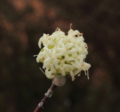 Pimelea pendens