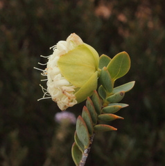 Pimelea pendens