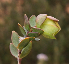 Pimelea pendens