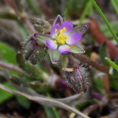 Spergula