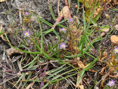Spergula