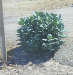 Calotropis procera