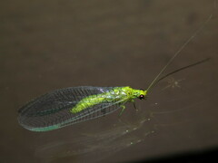 Calochrysa extranea