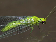 Calochrysa extranea