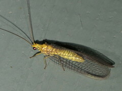 Calochrysa extranea