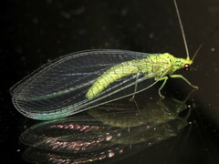 Calochrysa extranea