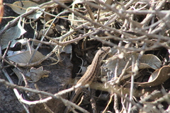 Liolaemus pseudolemniscatus